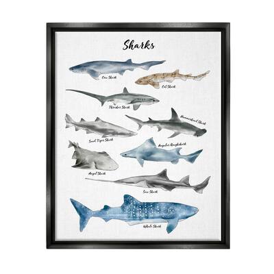 Stupell Nautical Shark Chart Watercolor Marine Animals Floater Frame - White