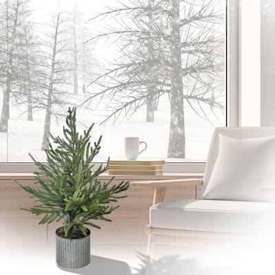 28" Potted Norfolk Pine Tree