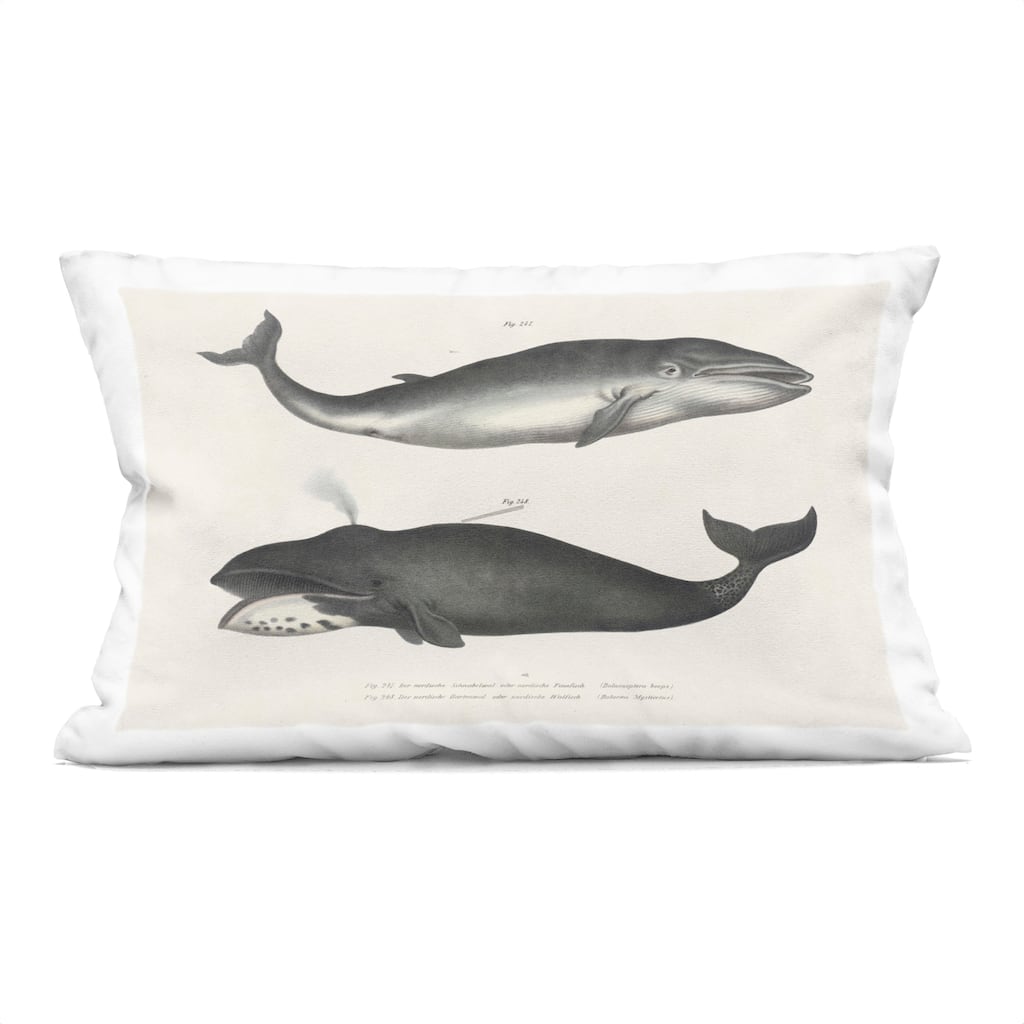 Stupell Vintage Whale Study Diagrams Decorative Printed Throw Pillow Design by Phillipa Katz