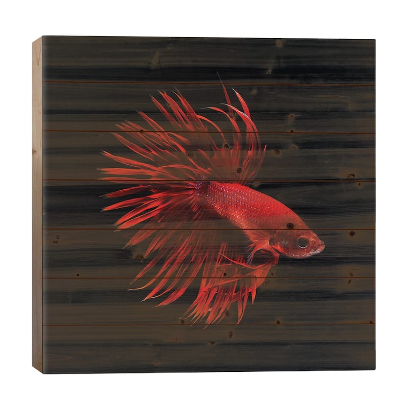 Red Betta Fish Print On Wood by PhotoINC Studio - Multi-Color - 26x26x1.5