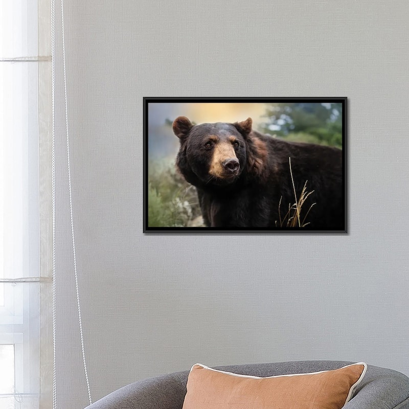iCanvas "Montana Black Bear" by Patsy Weingart Framed