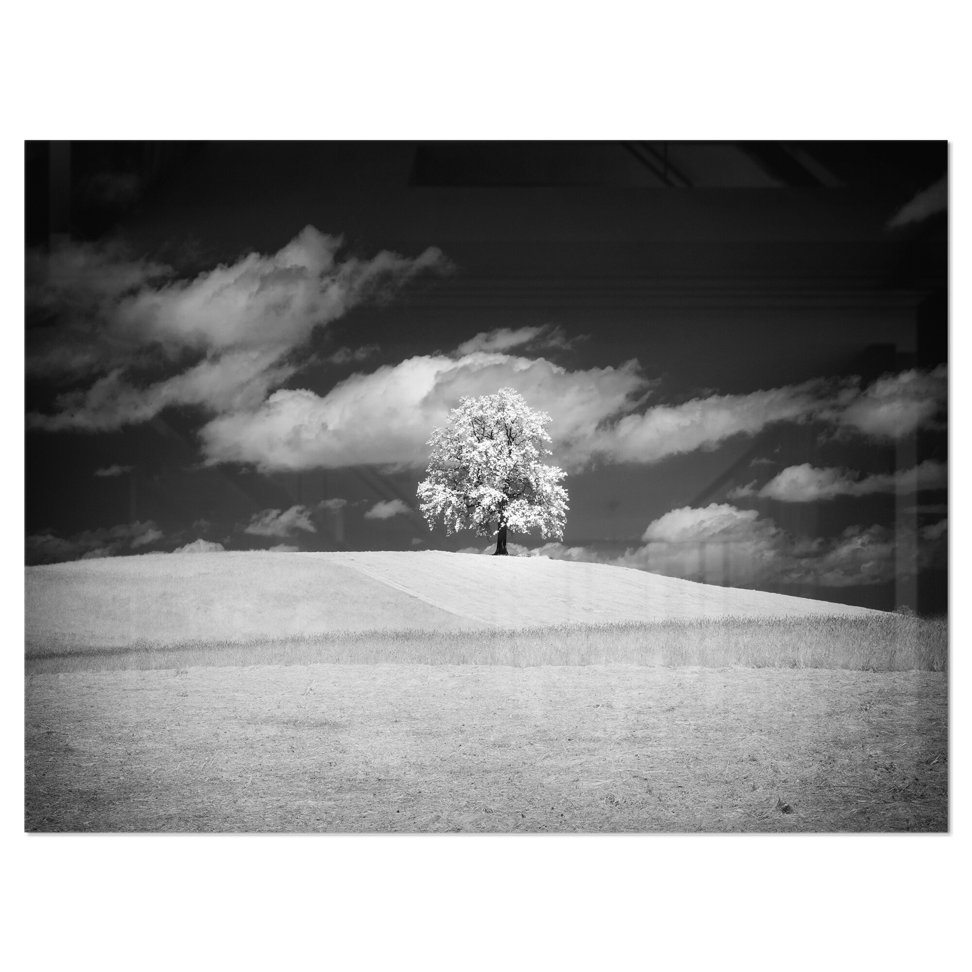 Flying Birds and Lonely Tree Extra Large Glossy Metal Wall Art