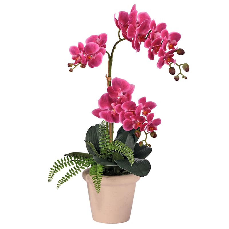 23" Phalaenopsis 3 buds And Fern In Terracotta Pot