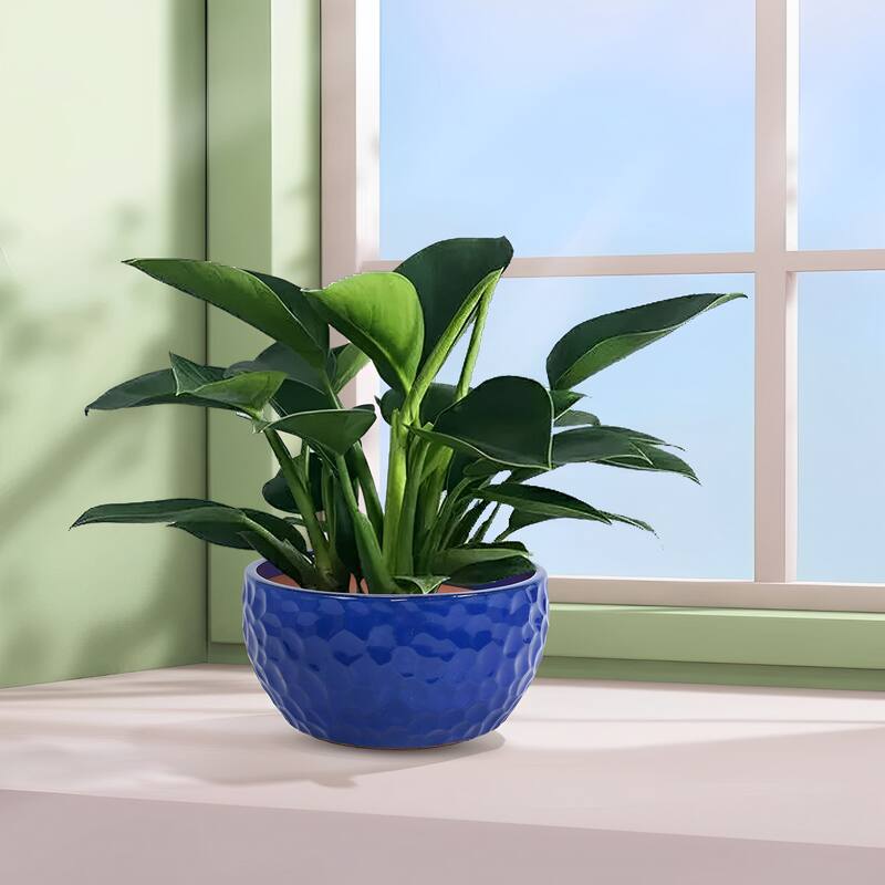 Ceramic Pots in Cobalt Blue Violets and Herbs with Breathable Design