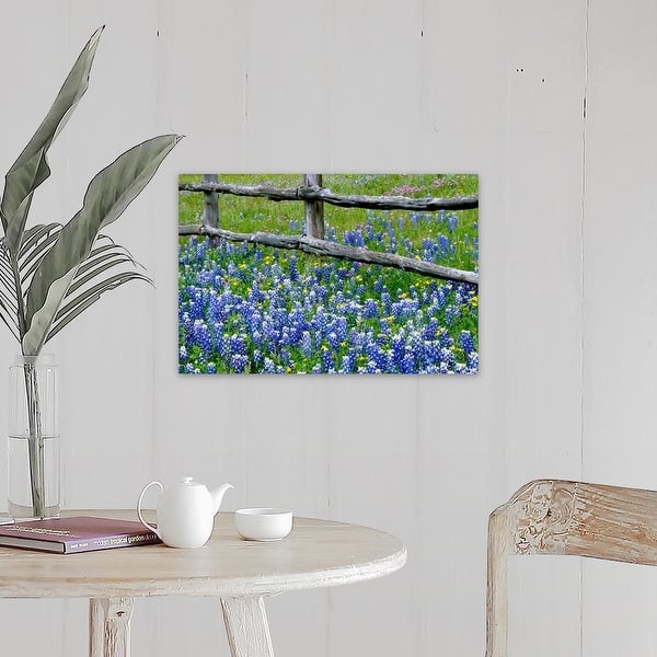 Shop Bluebonnet Flowers Blooming Around Weathered Wood Fence