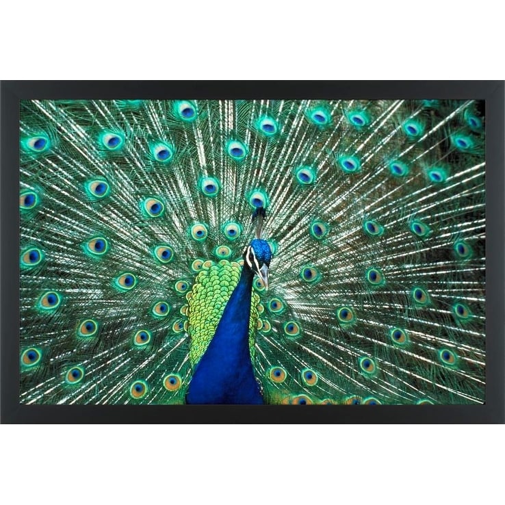 Shop Easy Art Prints Bill Bachmann S Beautiful Peacock Spreading