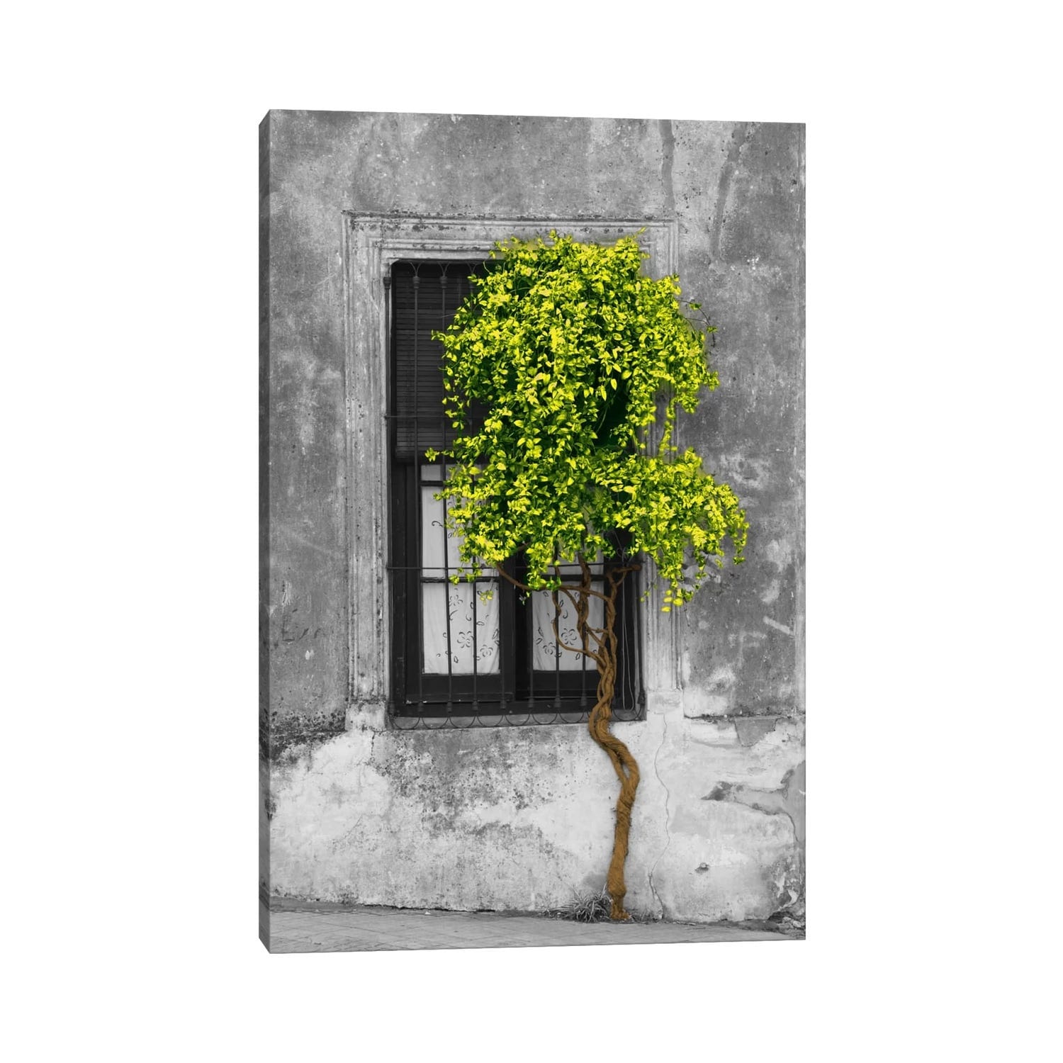 iCanvas "Tree in Front of Window Green Pop Color Pop" by Panoramic Images Canvas Print