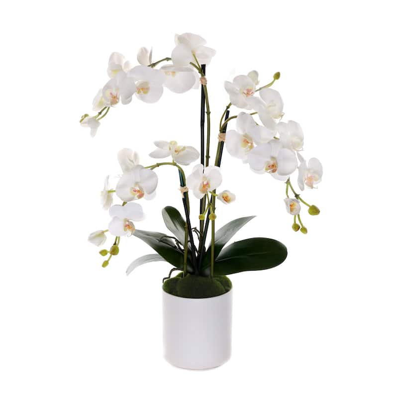 Real Touch Phalaenopsis Orchids in White Cylinder Pot