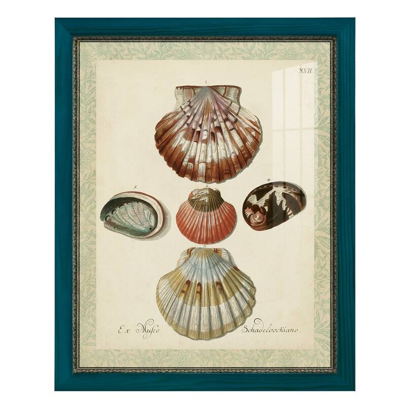 Bookplate Shells III -Framed Print w/glass-Cherry Red - 12x15 - Blue