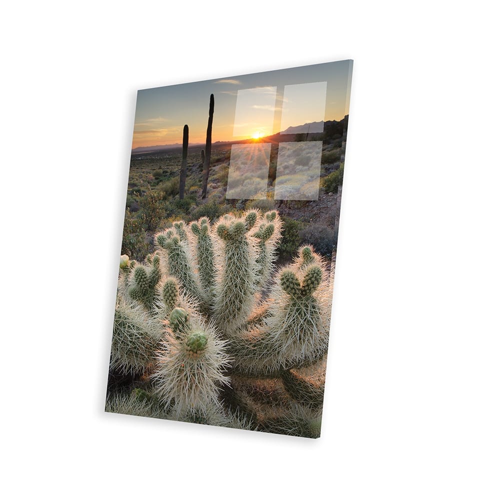 Teddy Bear Cholla cactus illuminated by the setting sun, Superstition ...