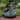 Sunnydaze Fairy Shell Outdoor Water Fountain - 30" H