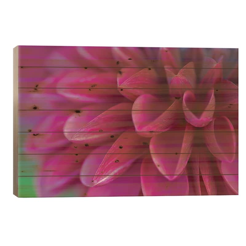 Pink Chrysanthemum Print On Wood by PhotoINC Studio - Multi-Color - 18x26x1.5