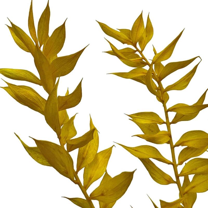 Bundle of 4 Preserved Ruscus,22-24" long - 22-24 inch