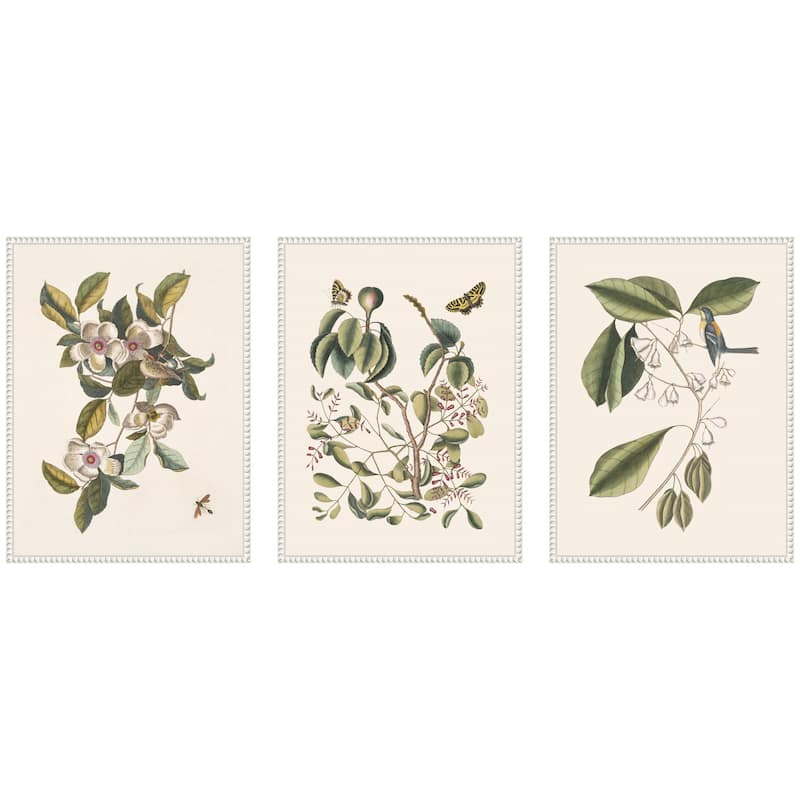Kate and Laurel 1754 Mark Catesby Botanicals and Avian Studies 3 Piece Framed Canvas Wall Art Set by Nostalgia Prints - 3 Piece Set 18x24