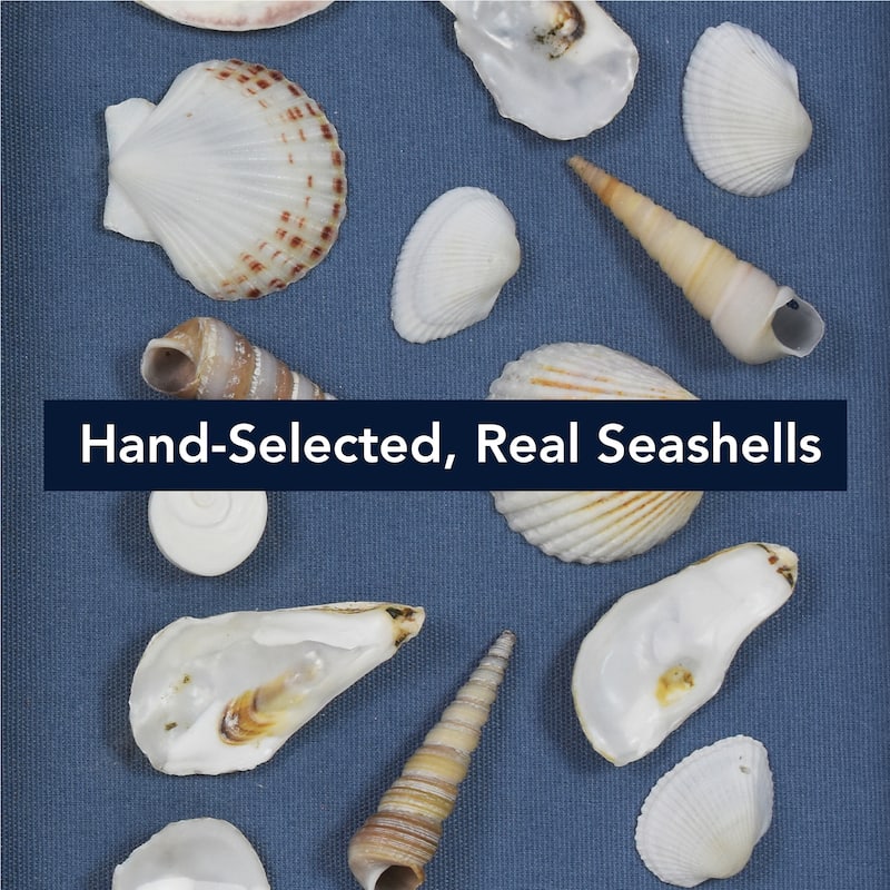 American Art Decor 2-Piece Coastal Seashell & Sea Glass Shadowbox Framed Wall Art Set