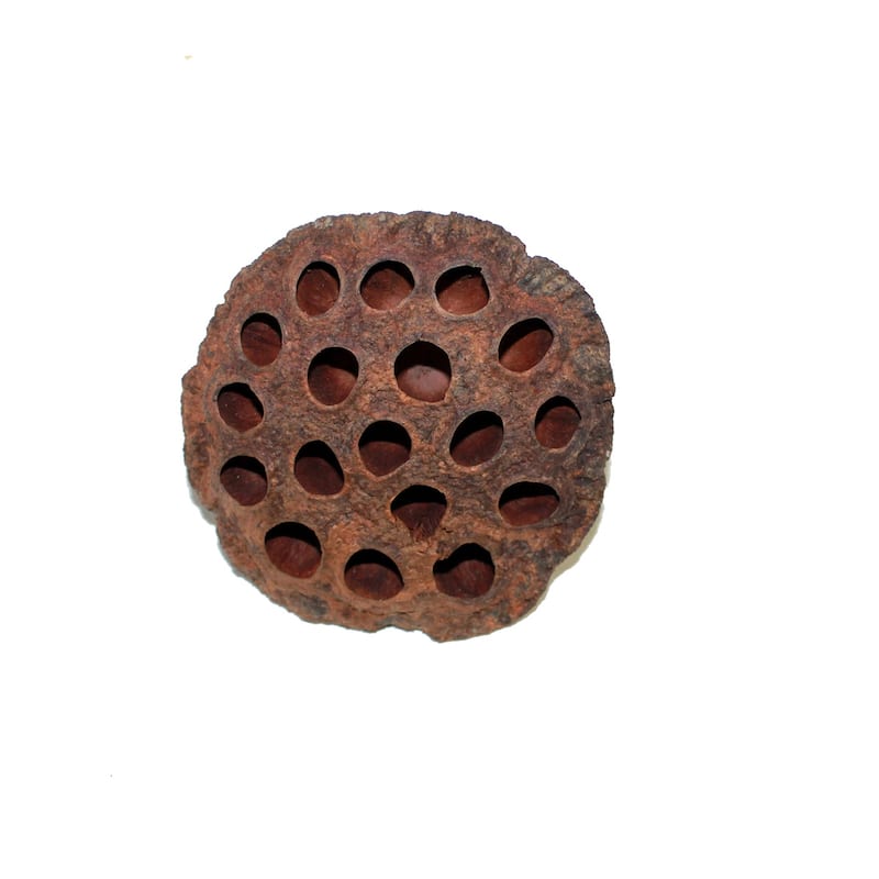 Large Lotus Pod - 4