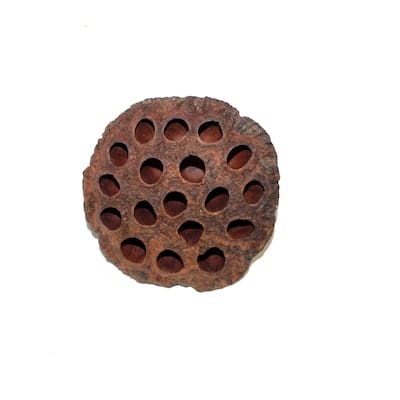 Large Lotus Pod - 4