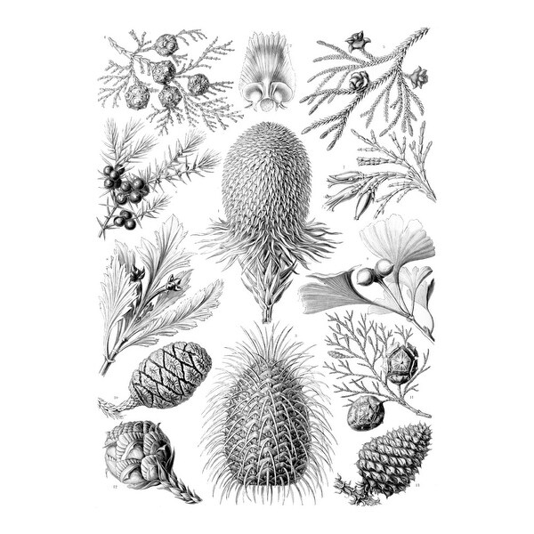 Art Forms Of Nature Coniferae Plants Ernst Haeckel Artwork Art Print Multiple Sizes Available 9 X 12 Art Print
