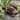 Brown MgO Indoor or Outdoor Turtle Family Garden Statue