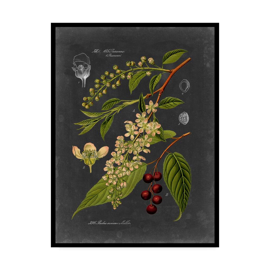 Vision Studio 'Midnight Botanical Ii' Canvas Art