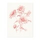 Farm Nostalgia Flowers I Drawing Floral Botanical Art Print/Poster ...