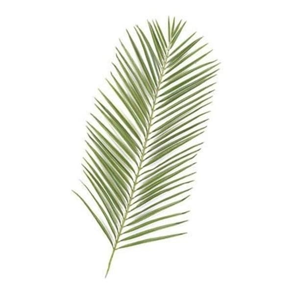 Autograph Foliages P-2682 - 46 Inch Areca Palm Branch - Two-Tone Green - Dozen