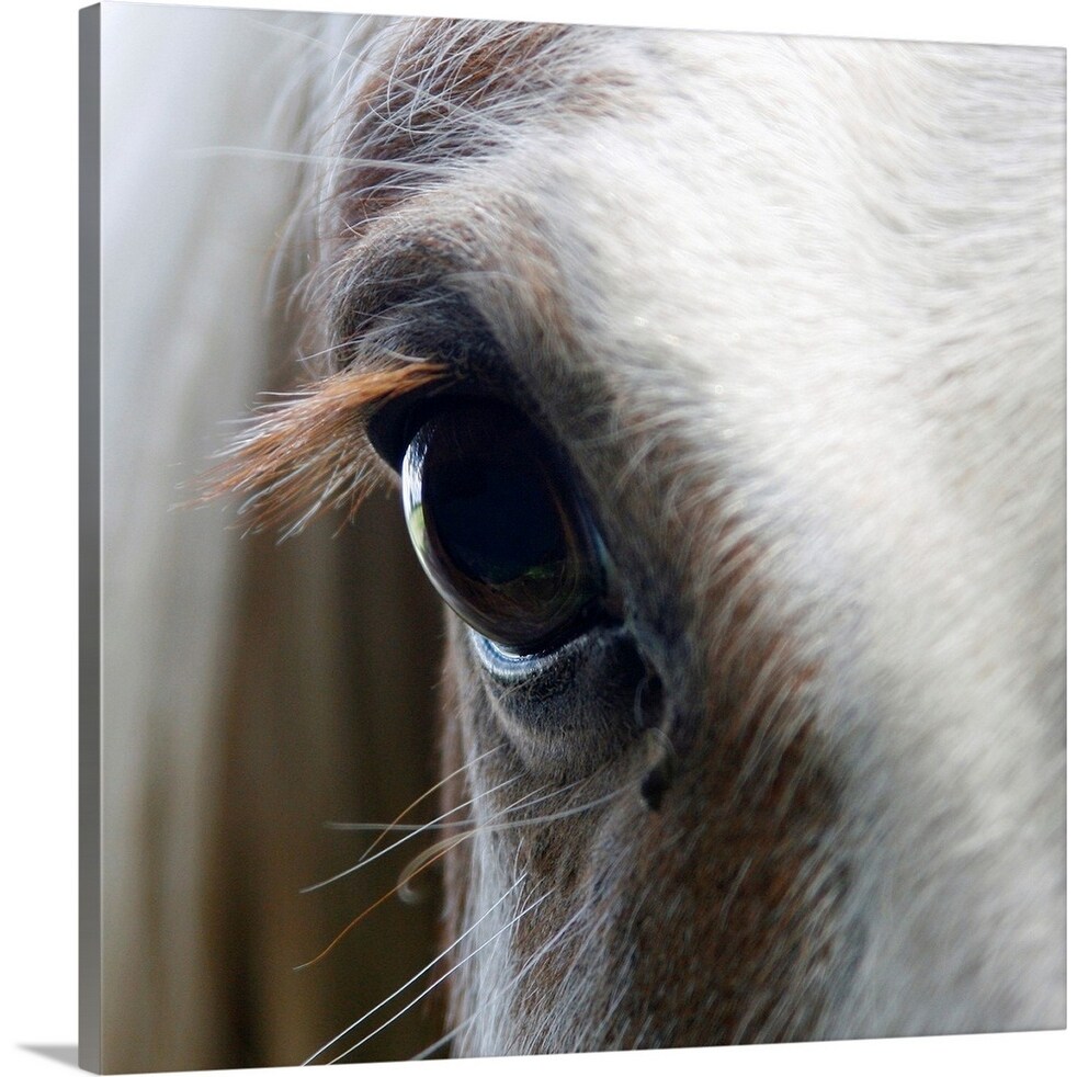 Shop Close Up Of White Horse Eye Canvas Wall Art Overstock 16445592