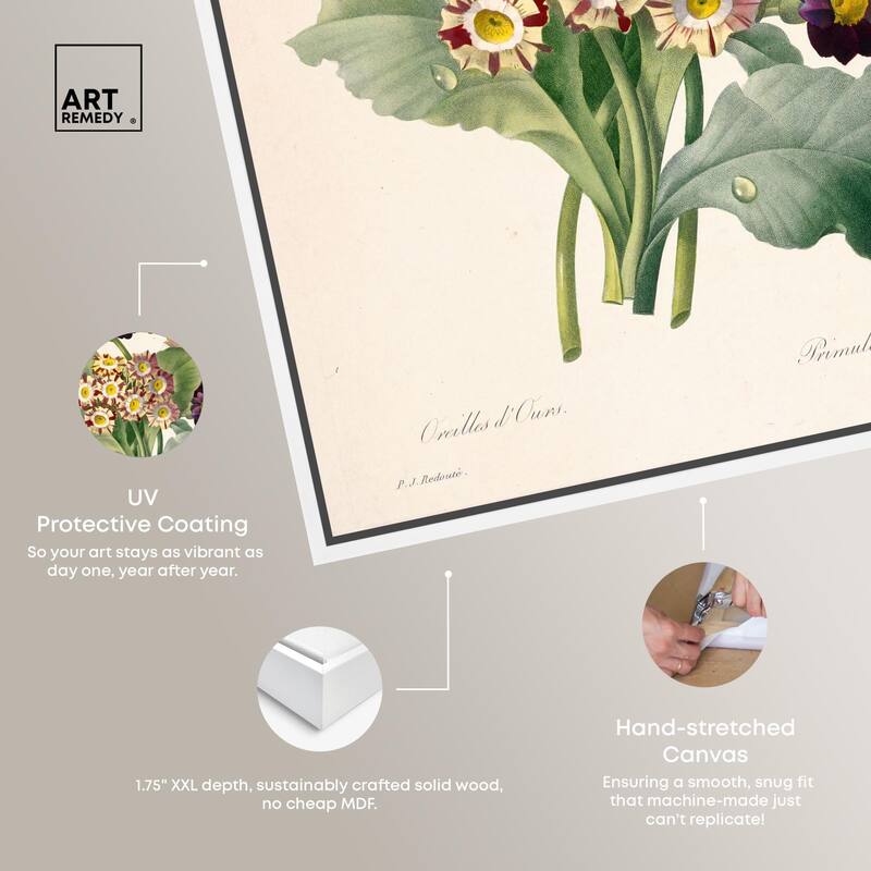 Auricula Varieties Canvas by Art Remedy