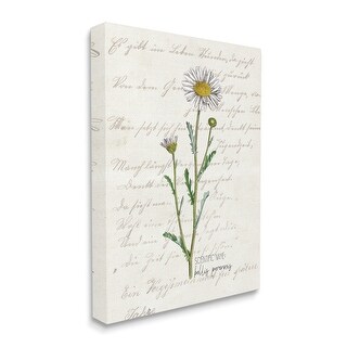Stupell Vintage Daisy Illustration Latin Script Study Canvas Wall Art ...