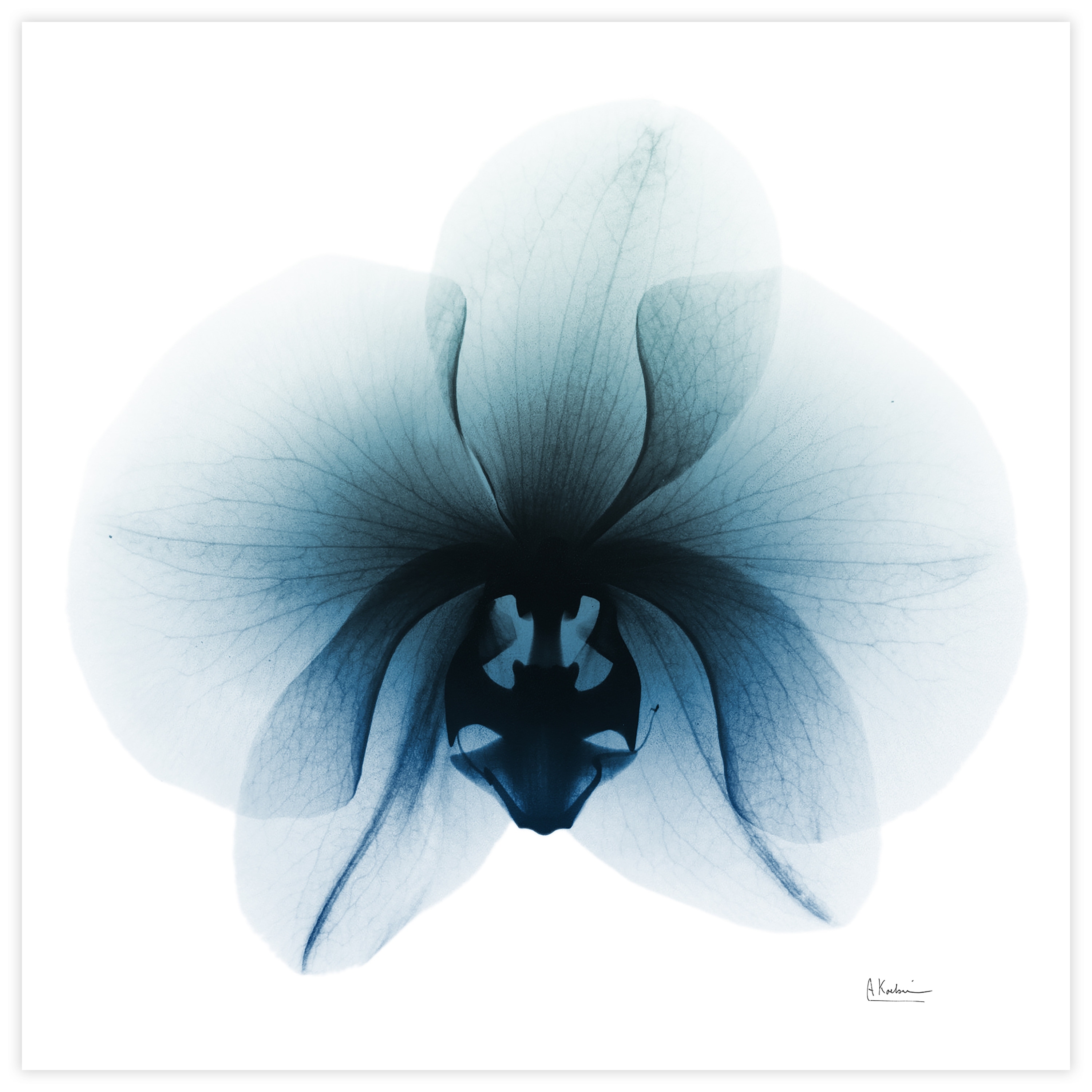 "Glacial Orchid" Frameless Free Floating Tempered Glass Panel Graphic Wall Art