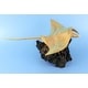 preview thumbnail 5 of 4, Wooden Hand Carved Stingray on Coral Statue Sculpture Wood Home Decor Accent Figurine Handcrafted Handmade Seaside Tropical N