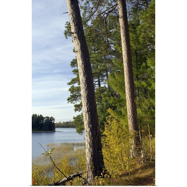 "Red pine trees growing along Lake Itaska, Itaska State Park, Minnesota" Poster Print