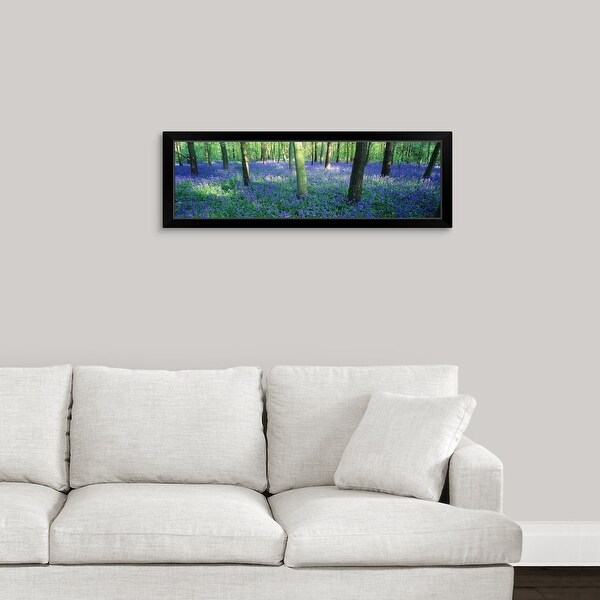 "Bluebells in a forest, Charfield, Gloucestershire, England" Black Framed Print