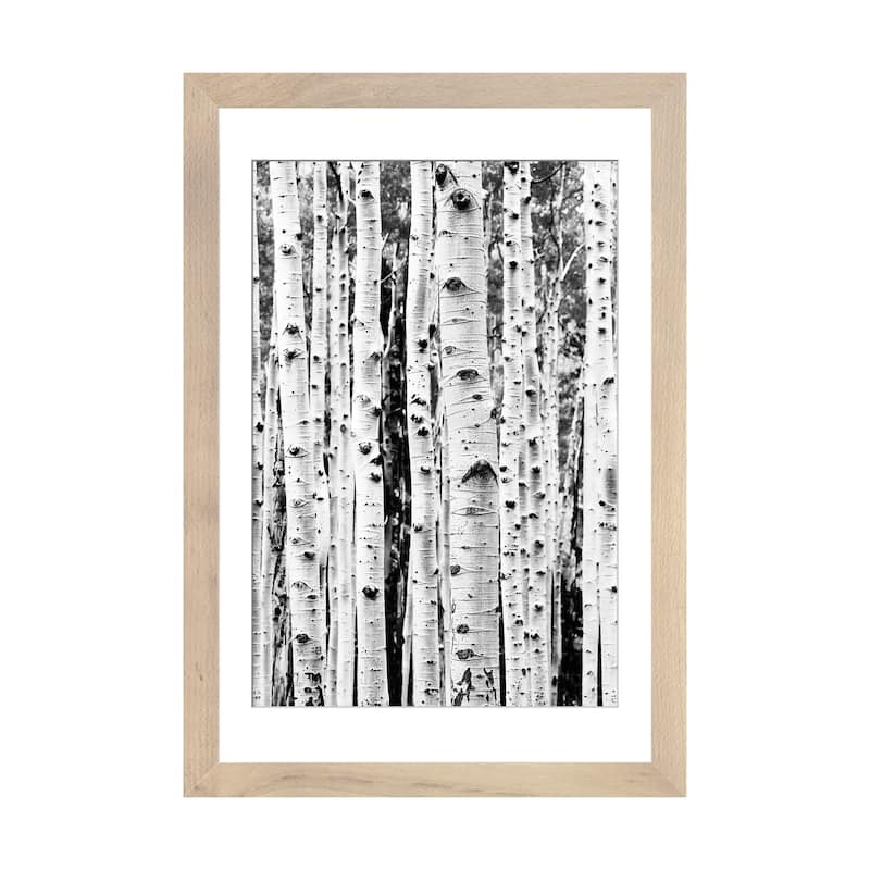iCanvas "Birch In Black & White" by Sisi & Seb PFA - Natural - 32x24x1
