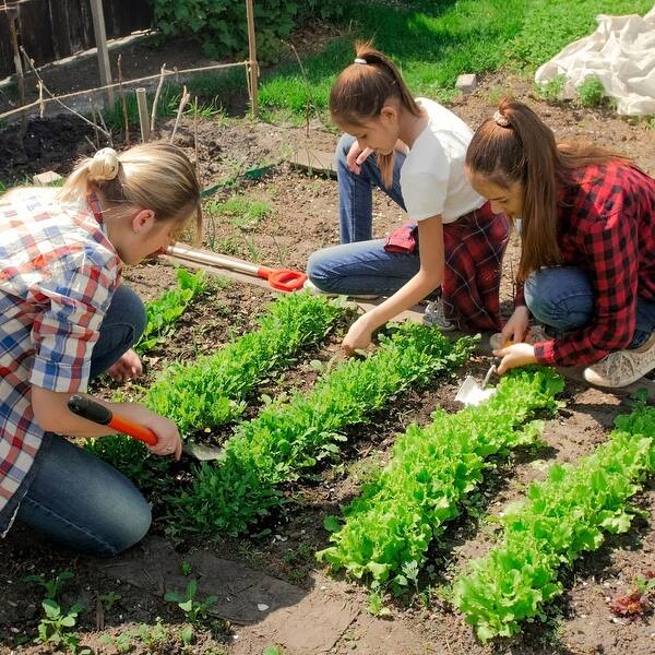 Shop Backyard Farmers Market Grow Your Own Vegetables 8 Pack