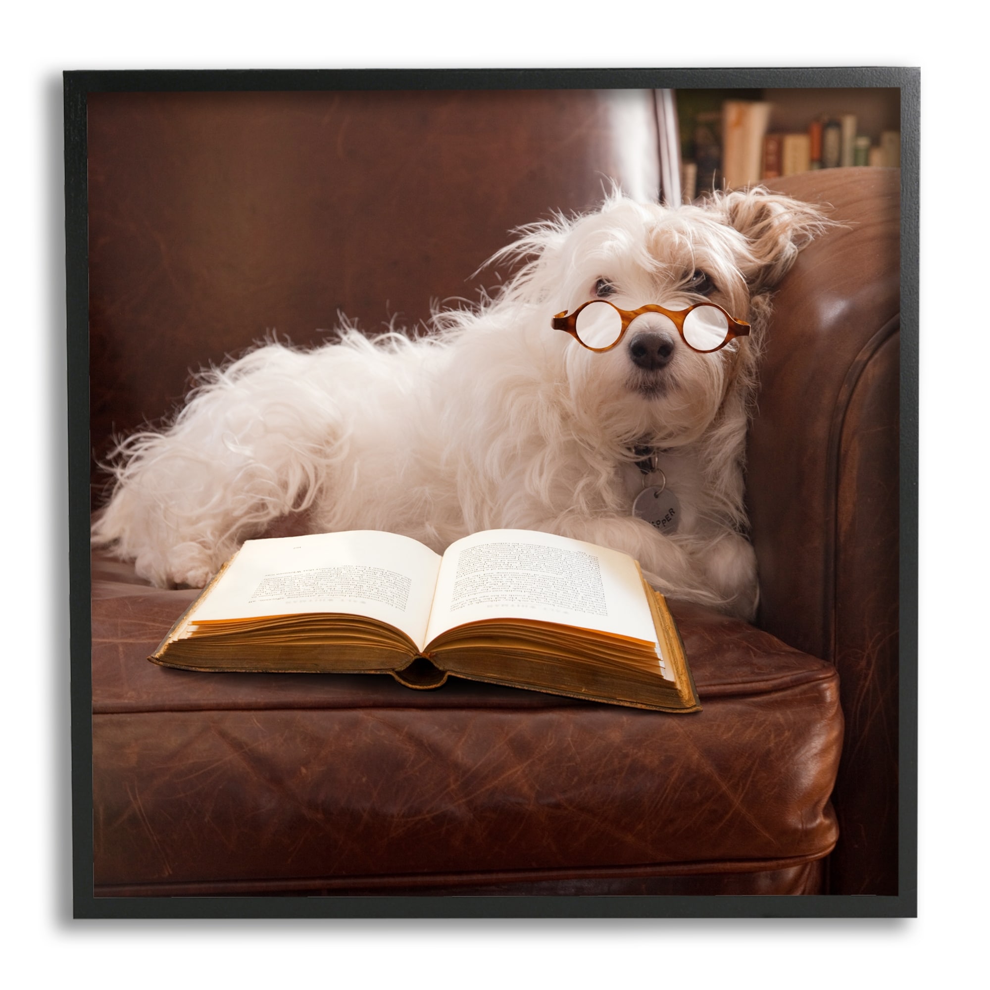 Stupell White Dog Reading Book Framed Giclee Art Design by Michael Quackenbush