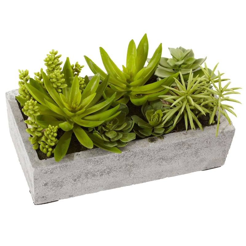 Succulent Garden Decor - Antique Style Planter with Live Plants - Home Office Shelf Decor - 0.54ft.