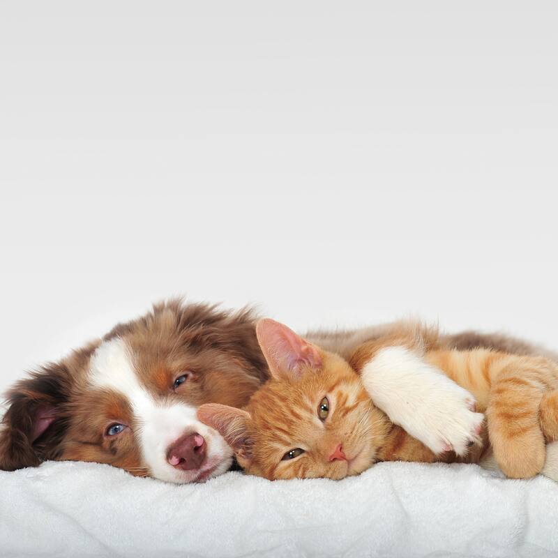 2-Layer Orthopedic Memory Foam Dog Bed with Machine Washable Sherpa Cover