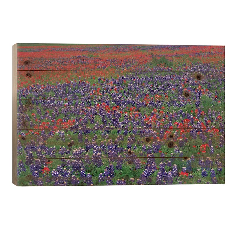 Sand Bluebonnet And Paintbrush Flowers, Hill Country, Texas I Print On Wood by Tim Fitzharris - Multi-Color - 26x40x1.5