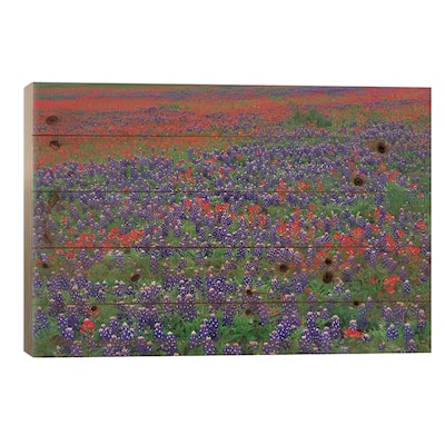 Sand Bluebonnet And Paintbrush Flowers, Hill Country, Texas I Print On Wood by Tim Fitzharris - Multi-Color
