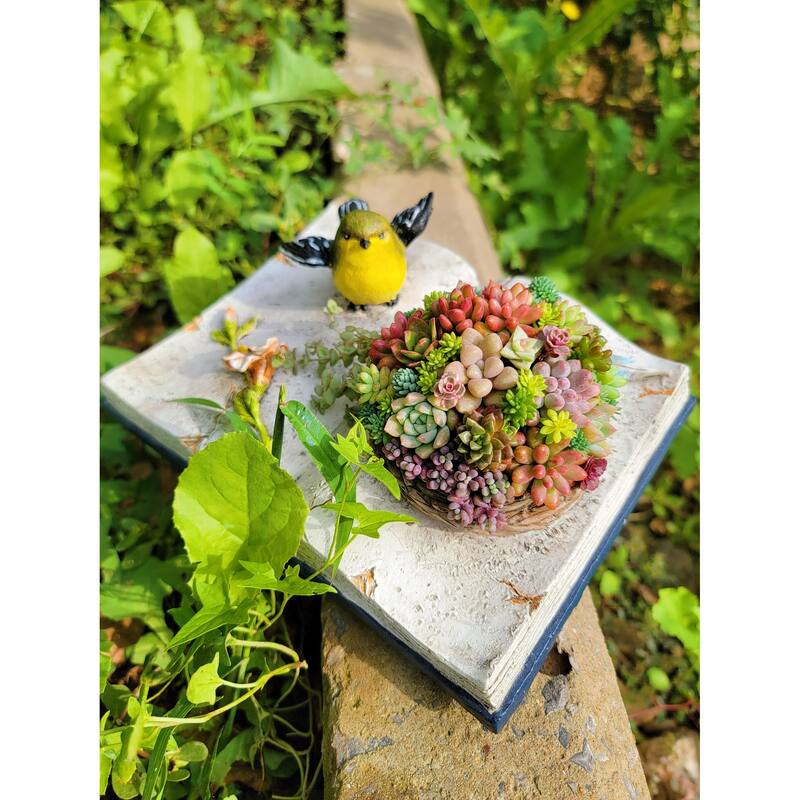 2''3'' MultiColor Succulent Plants in Bird's Nest Book Shaped