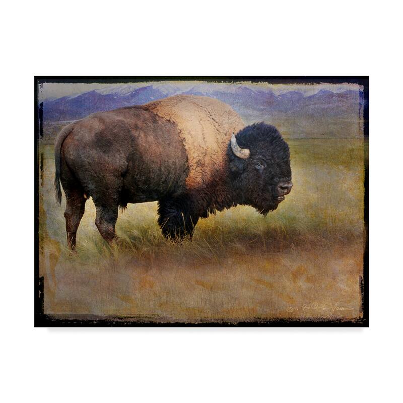 Chris Vest 'Bison Portrait Mountains' Canvas Art