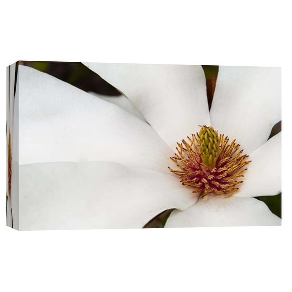 PTM Images 9-103745 PTM Canvas Collection 8" x 10" - "Magnolia Bloom" Giclee Magnolias Art Print on Canvas