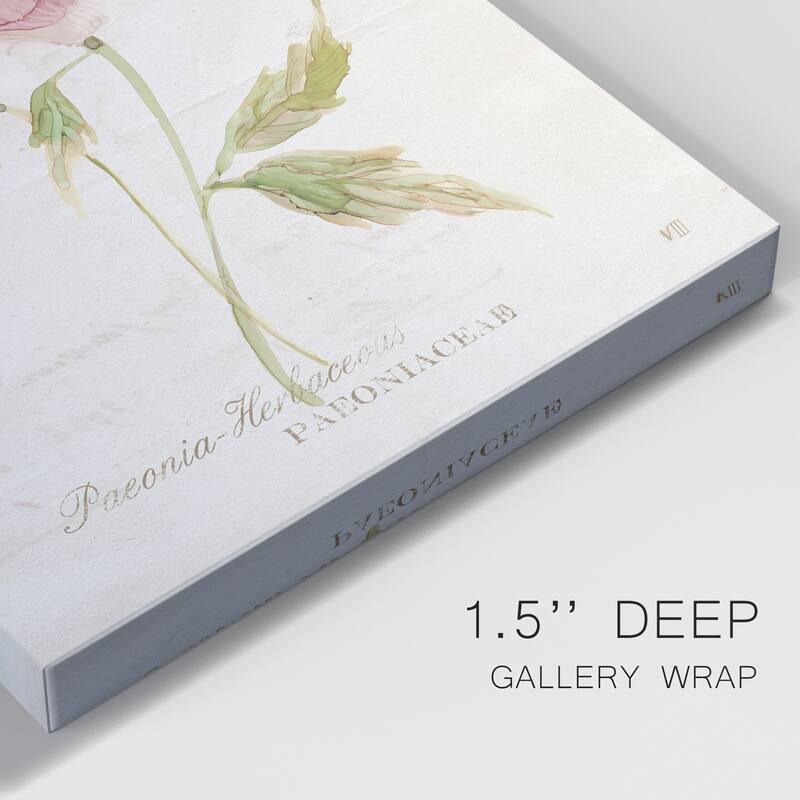 Soft Peony Premium Gallery Wrapped Canvas - Ready to Hang