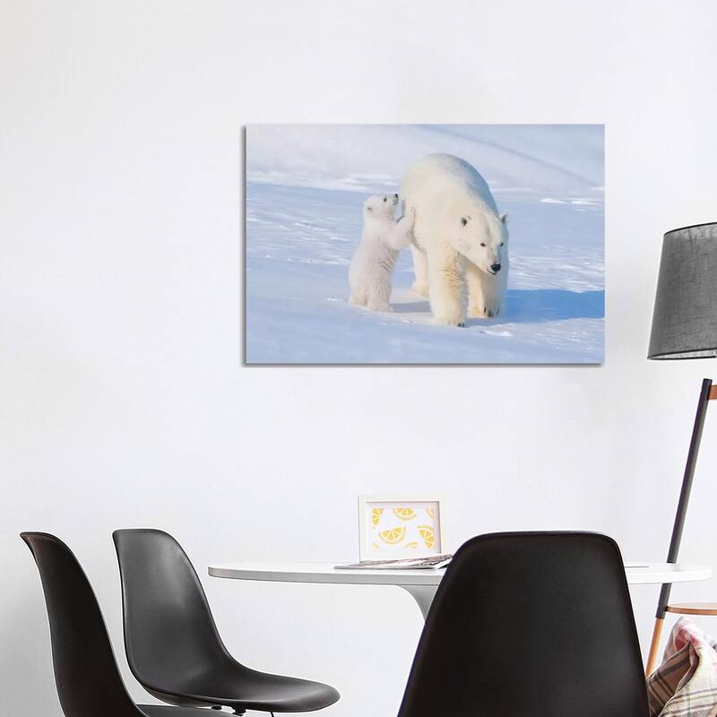 iCanvas "Polar Bear Sow With Spring Cub Newly Emerged From Their Den, Area 1002, ANWR, Alaska" by Steve Kazlowski Canvas Print - 26x40x1.5