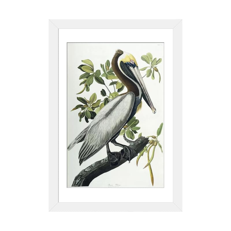 iCanvas "Brown Pelican, 1835 " by John James Audubon - White - 32x24x1
