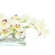 preview thumbnail 5 of 4, Modern Arrangement with Orchids and Curly Willow