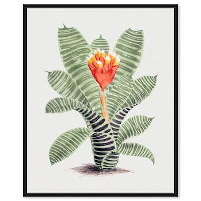 Tillandsia Musaica Plant Canvas by Art Remedy