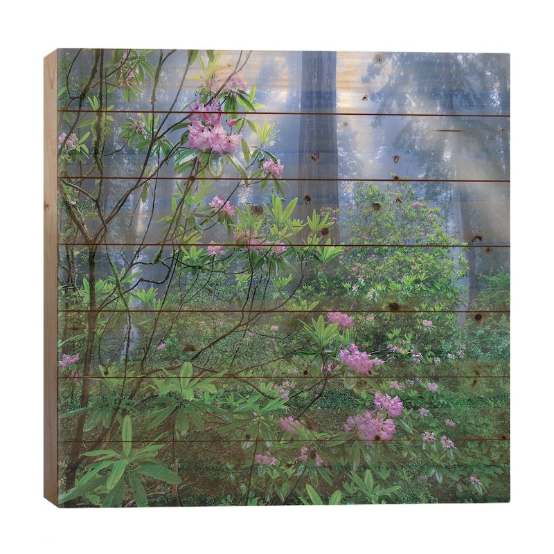 Rhododendron Flowers And Coast Redwoods In Fog, Redwood National Park, California Print On Wood by Tim Fitzharris - Multi-Color - 26x26x1.5