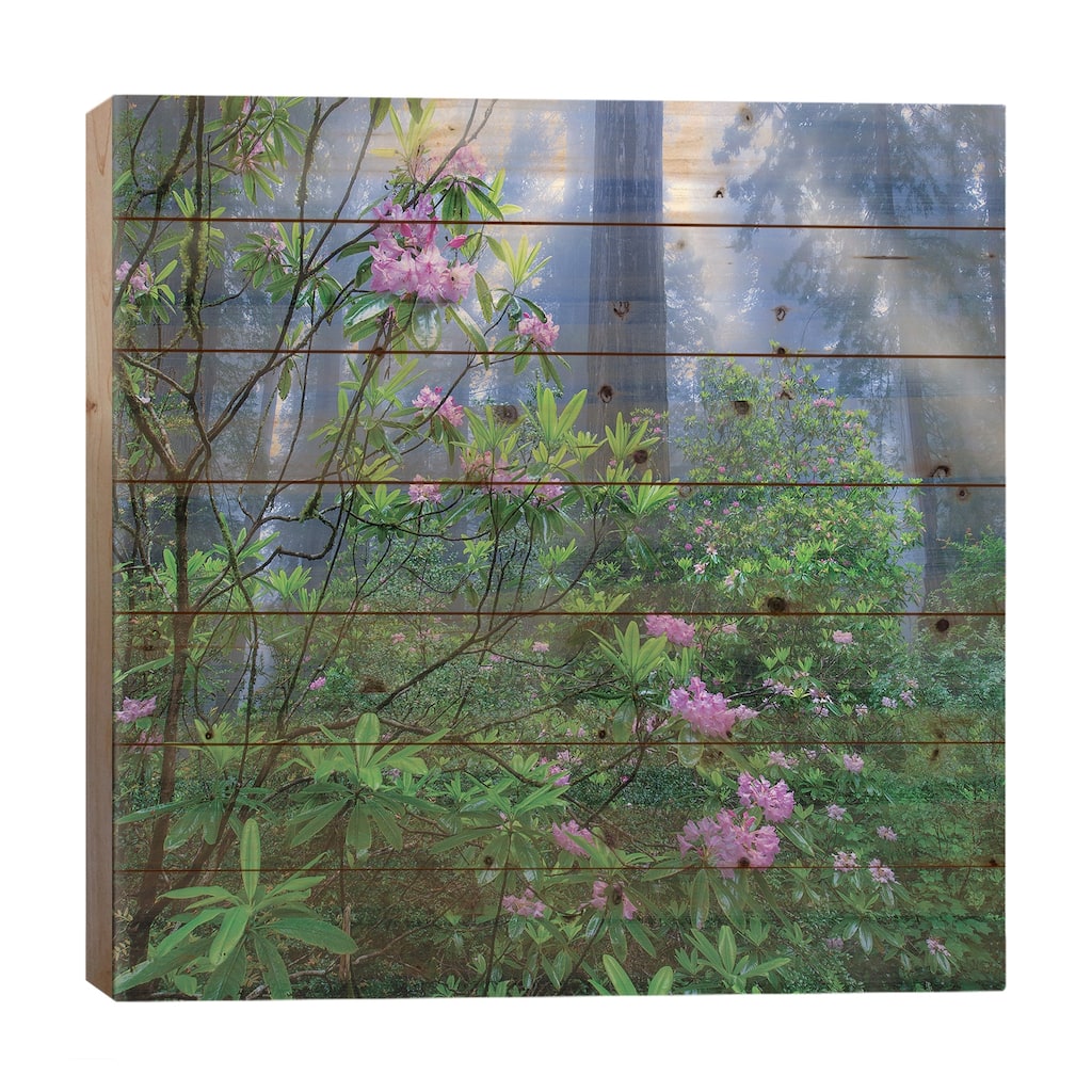 Rhododendron Flowers And Coast Redwoods In Fog, Redwood National Park, California Print On Wood by Tim Fitzharris - Multi-Color
